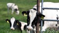 Breeding of Heat-Resistant Cows Through Genetic Selection May Enhance Food Security in Warming World