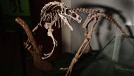 DOUNIAMAG-BRAZIL-PALEONTOLOGY-FOSSILS