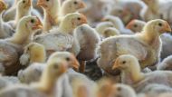 Finland to Become the First Country to Offer Bird Flu Vaccinations Amid Growing Concerns Over the Spread of Virus in Humans