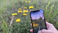 Flora Incognita: New Plant App Developed by Researchers to Identify the Impacts of Climate Change