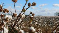 Researchers Discover Fascinating Findings About Cotton’s Drought-Coping Mechanisms