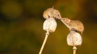 Scientists Use Nanoparticles to Control Mouse Behavior in Groundbreaking Study