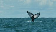 TOPSHOT-COLOMBIA-ANIMAL-WILDLIFE-HUMPBACK WHALE-FEATURE