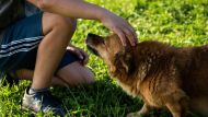 Why petting your dog triggers static electricity